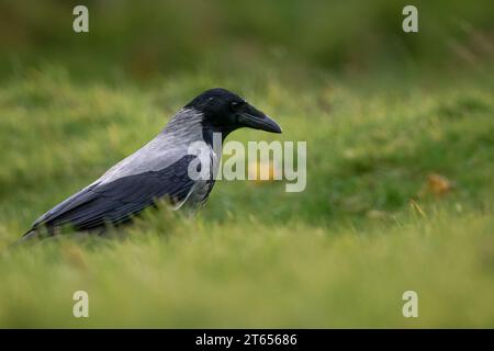 Hooded crow (Corvus cornix), Isle of Mull, Scotland, UK. Stock Photo
