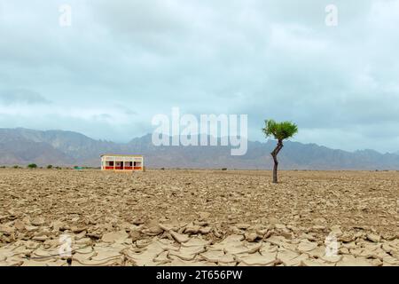 Lonely big green tree in dry wasteland a concept for global warming Stock Photo