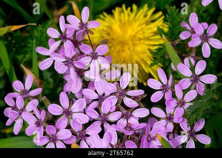 Red-Stemmed Filaree Erodium cicutarium Small Weeds Garden Nice Erodium Common Storksbill Alfilaria Pin Grass Cranes Bill Dandelion Weed Lawn Perennial Stock Photo