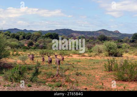 Kruger National Park in Punda Maria district with dense bushes and a group of nyala antelopes (Tragelaphus angasii). Stock Photo