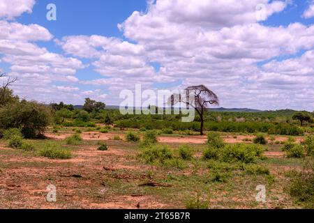 Vegetation and grass land in Kruger National Park(South Africa) in  Punda Maria area, not far from the border to Mosambique and Luvuvhu Luvuvhu River Stock Photo