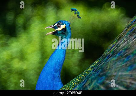 peacock screaming on the background of the forest Stock Photo