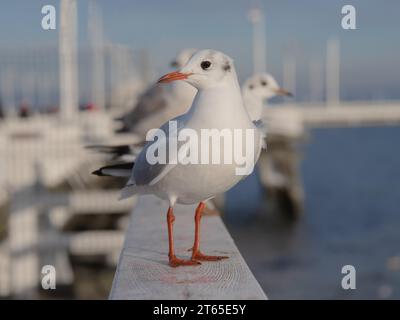 Slender-billed Gull sitting on the pier of the Baltic Sea Sopot Poland Stock Photo