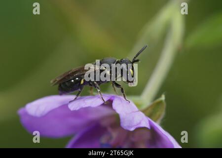 Naturtal closeup on a small Yellow-face solitary bee, Hylaeus , sitting on a purple Geranium flower Stock Photo