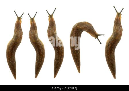crawling without shell snail isolated on white background Stock Photo