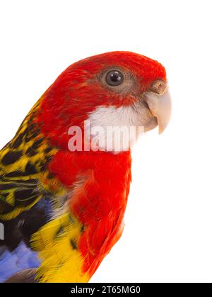 portrait parrot rosella isolated on white background Stock Photo