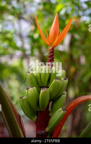 Cultivation of differenent green tropical and exotic indoor palms and evergreen plants in glasshouse in Westland, North Holland, Netherlands. Tropical Stock Photo