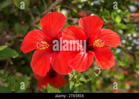 Red hibiscus flowers on green blurred background Stock Photo