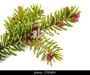 picea branch with pinecones isolated on white Stock Photo