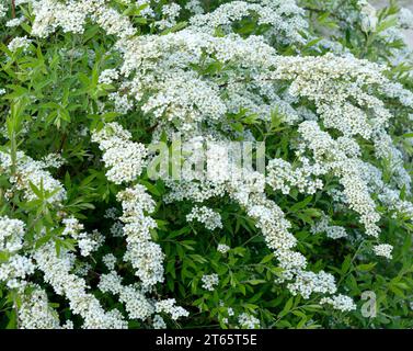 Flowering branches of Spiraea vanhouttei in the spring garden - selective focus. Stock Photo