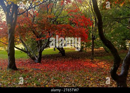 Autumn scene at Bute Park, Cardiff. Taken Autumn 2023. November. Stock Photo