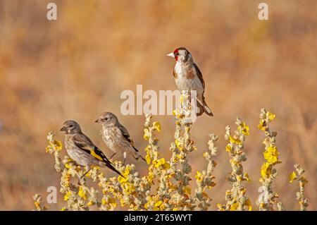 European goldfinch in a group on a Verbascum plant. Latin name Carduelis carduelis, brown background. Stock Photo