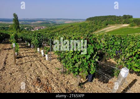 Irancy: Ripe red Pinot Noir grapes on the vine and view of vineyards and Irancy commune in Burgundy, France Stock Photo