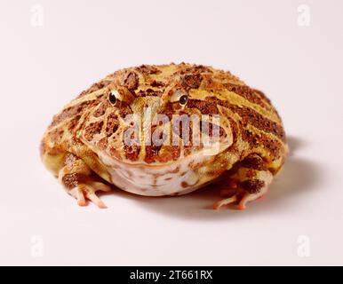 Argentine horned frog, front view in studio on white background. Stock Photo