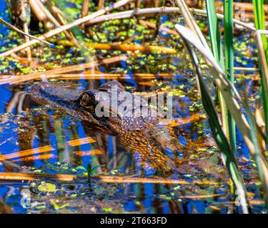 American Alligator Head sitting above the water in a swamp. Stock Photo