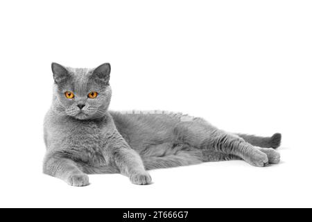 A thoroughbred British cat with large orange eyes lies on a white background and looks attentively into the camera. Stock Photo
