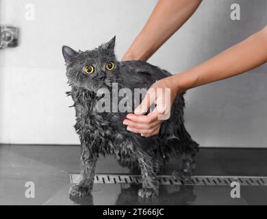 1,170 Angry Cat Bath Images, Stock Photos, 3D objects, & Vectors