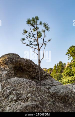 Mature pine tree growing out of a large granite boulder in the Black Hills near Keystone, South Dakota Stock Photo