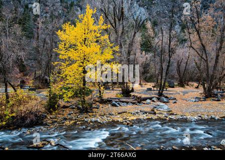 The last of the fall colors in late Autumn. Stock Photo