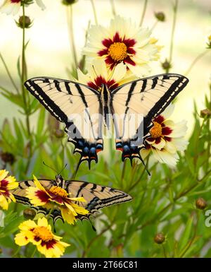 Macro of 2 two-tailed swallowtail butterflies (Papilio multicaudata) resting on flowers. One shows top view with wings spread, the other shows face an Stock Photo