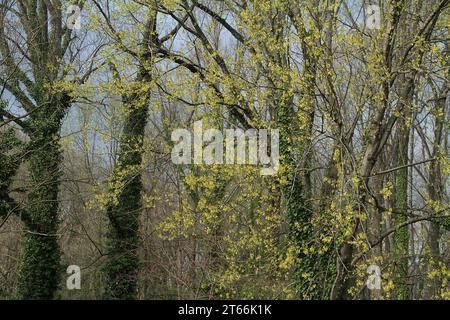 Virginia, USA. A red maple tree producing seed pods in springtime. Stock Photo