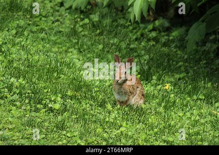 Brown rabbit in Virginia, United States Stock Photo