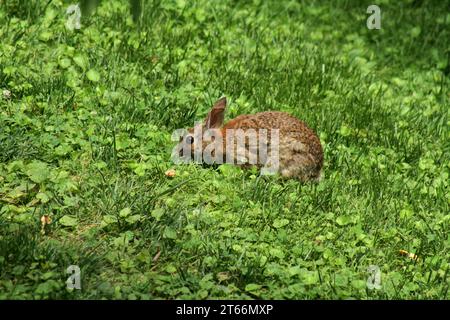 Brown rabbit in Virginia, United States Stock Photo