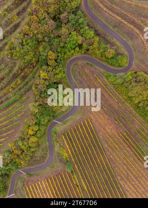 Curving road between of a grape fields in somewhere Europe. Stock Photo