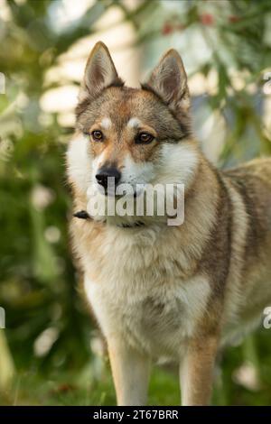 Czechoslovakian wolfdog in nature background Stock Photo - Alamy - Short Haired Czechoslovakian Wolfdog Shedding Rake