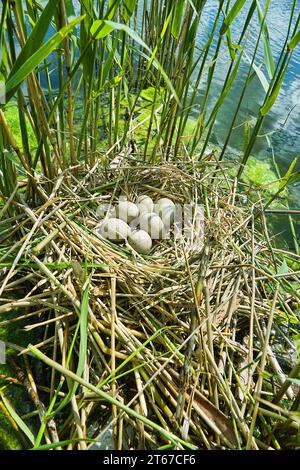 Bird's Nest Guide. Nidology. European coot (Fulica atra) nest on a eutrophied lake with an abundance of reed Stock Photo