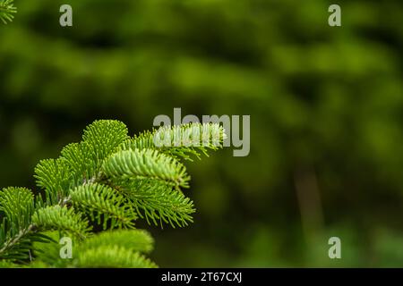 Evergreen pine tree twig with needles. Close up shot, no people. Stock Photo