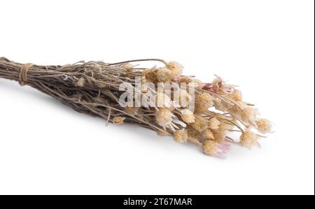 bunch-of-dry-xeranthemum-flowers-isolated-on-white-stock-photo-alamy