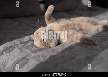 cat resting on the bed. British cat Stock Photo