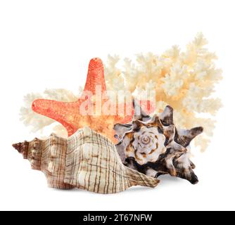 Sea star, shells and coral isolated on white Stock Photo