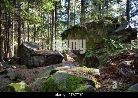 Evergreen pine forest. Plants, stones, moss, lichen, fern. Big stones in a spruce forest. Stock Photo