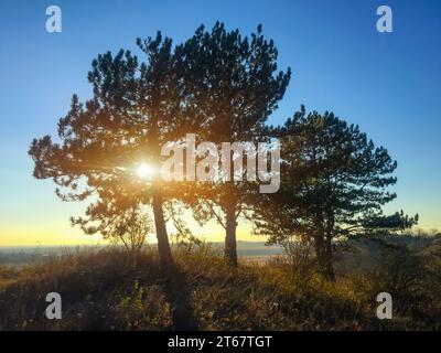 Pine trees on slope hill and beautiful sunset, the sun's rays pass through the branches Stock Photo