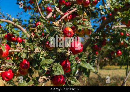 Beautiful apple trees with ripe red apples in the garden on a sunny bright day. Natural red apples on the branches of trees ready for harvest. Stock Photo
