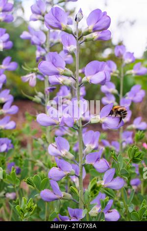Baptisia australis, blue wild indigo, blue false indigo, perennial herb, Barbuts cuckoo bumblebee, Bombus barbutellus feeding Stock Photo