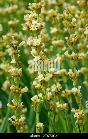 Sisyrinchium striatum, pale yellow-eyed-grass, satin flower, clusters of pale yellow flowers in July Stock Photo