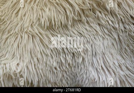 Sheep fur texture, white or gray animal patterns for nature background close up Stock Photo