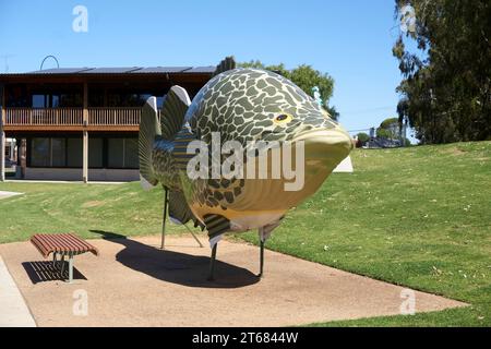 Tocumwal, New South Wales, Australia, Big things Australia, a model of the Iconic Murray Cod on the Banks of the Murray River Stock Photo