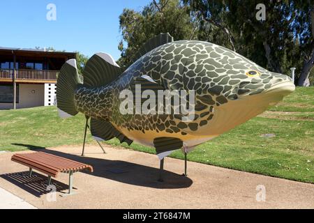 Tocumwal, New South Wales, Australia, Big things Australia, a model of the Iconic Murray Cod on the Banks of the Murray River Stock Photo