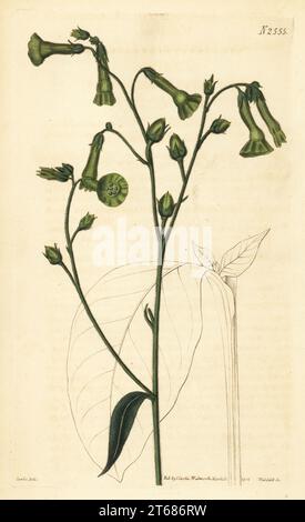 Langsdorff's tobacco, Nicotiana langsdorffii. Native of Brazil, raised from seeds sent by Mr. Langsdorff at Rio de Janeiro. Plant provided by William Anderson at the Chelsea Botanic Gardens.. Handcoloured copperplate engraving by Weddell after a botanical illustration by John Curtis from William Curtis's Botanical Magazine, Samuel Curtis, London, 1825. Stock Photo