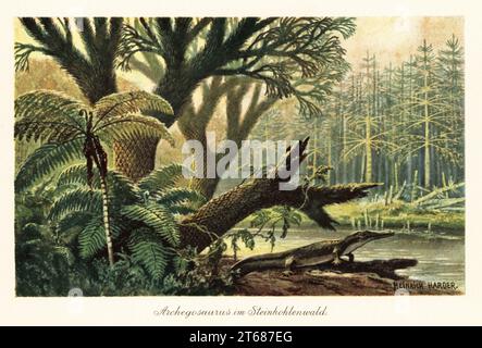 Archegosaurus decheni by a river bank in a tropical primordial jungle of ferns and pines. Archegosaurus is a genus of temnospondyl amphibian, Asselian to Wuchiapingian stages of the Permian. Archegosaurus im Steinkohlenwald. Colour printed illustration by Heinrich Harder from Wilhelm Bolsches Tiere der Urwelt (Animals of the Prehistoric World), Reichardt Cocoa company, Hamburg, 1908. Heinrich Harder (1858-1935) was a German landscape artist and book illustrator. Stock Photo