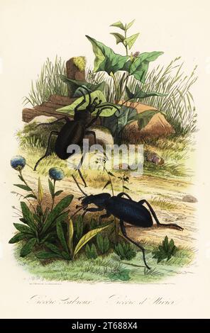 Huge violet ground beetles, Carabus scabrosus. Procere Scabreus, Procere dOlivier. Handcoloured steel engraving printed by F. Chardon from Achille Comtes Musee dHistoire Naturelle, Museum of Natural History, Gustave Hazard, Paris, 1854. Stock Photo