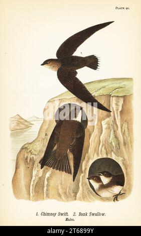 Chimney swift, Chaetura pelagica 1, bank swallow, Riparia riparia 2, males. Chromolithograph after an ornithological illustration by John James Audubon from Benjamin Harry Warrens Report on the Birds of Pennsylvania, E.K. Mayers, Harrisburg, 1890. Stock Photo