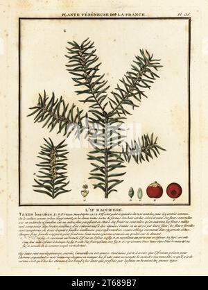 Common yew or English yew, Taxus baccata. Lif baccifere, Taxus baccifera. Copperplate engraving printed in three colours by Pierre Bulliard from his Herbier de la France, ou collection complete des plantes indigenes de ce royaume, Didot jeune, Debure et Belin, 1780-1793. Stock Photo