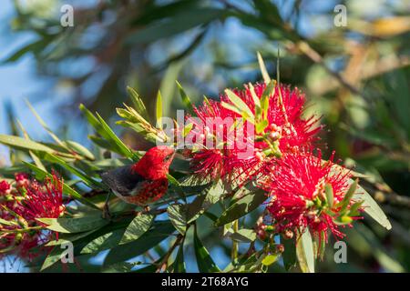 Perched atop a beautiful crimson bloom a Scarlet Honeyeater contemplates feeding on the flower of a Red powder puff shrub. Stock Photo