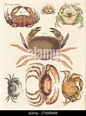 Edible crab, Cancer pagurus 1, green crab, Carcinus maenas 2, hairy crab, Pilumnus hirtellus 3, Mecataleptodius parvulus 4, sea spider, Eriphia gonagra 5, devil crab, Zosimus aeneus 6, and freshwater crab, Potamon fluviatile 7. Handcoloured copperplate engraving from Carl Bertuch's Bilderbuch fur Kinder (Picture Book for Children), Weimar, 1815. A 12-volume encyclopedia for children illustrated with almost 1,200 engraved plates on natural history, science, costume, mythology, etc., published from 1790-1830. Stock Photo