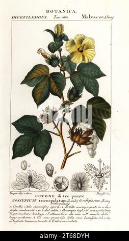 Upland cotton or Mexican cotton, Gossypium hirsutum. (Gossypium tricuspidatum, Gossypium religiosum, Cotone di tre punte.) Handcoloured copperplate stipple engraving from Antoine Laurent de Jussieu's Dizionario delle Scienze Naturali, Dictionary of Natural Science, Florence, Italy, 1837. Illustration engraved by Stanghi, drawn and directed by Pierre Jean-Francois Turpin, and published by Batelli e Figli. Turpin (1775-1840) is considered one of the greatest French botanical illustrators of the 19th century. Stock Photo